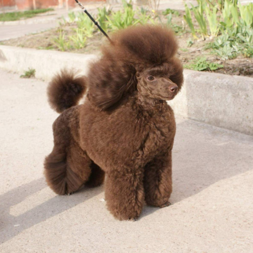 Poodle Irkının Renkleri